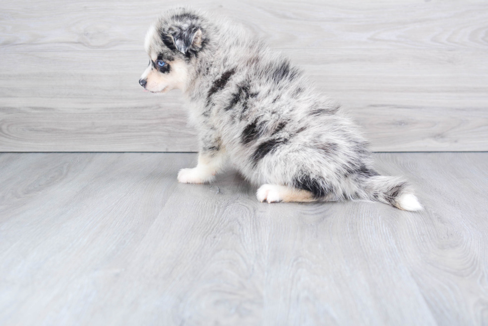 Best Pomsky Baby