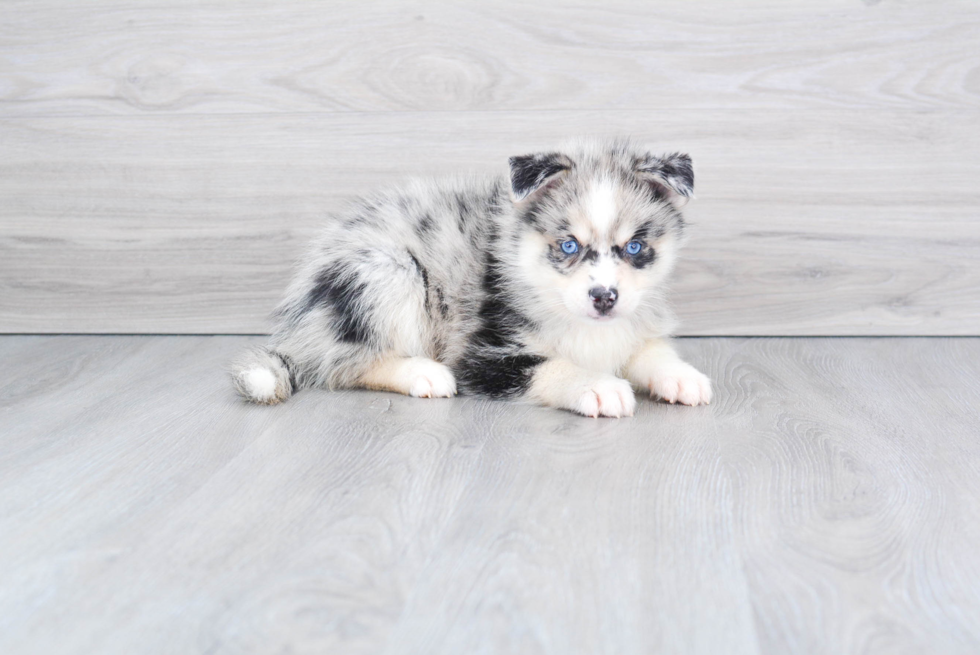 Playful Mini Husky Designer Puppy