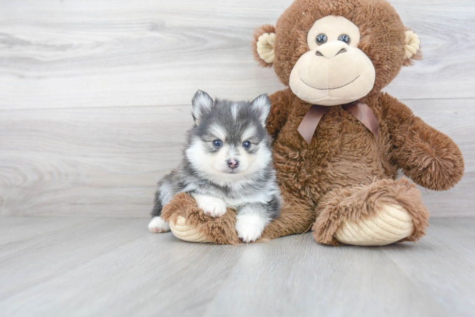 Pomsky Puppy for Adoption