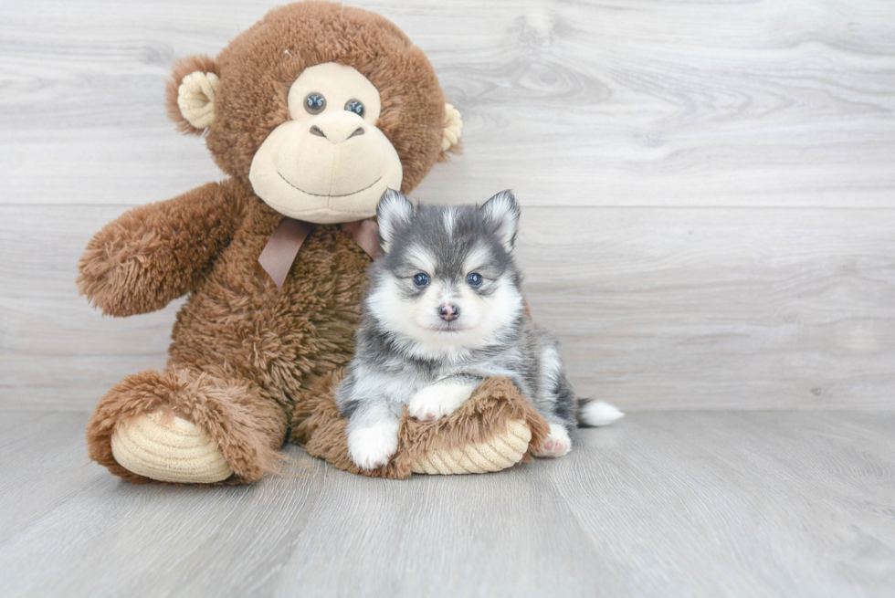 Petite Pomsky Designer Pup