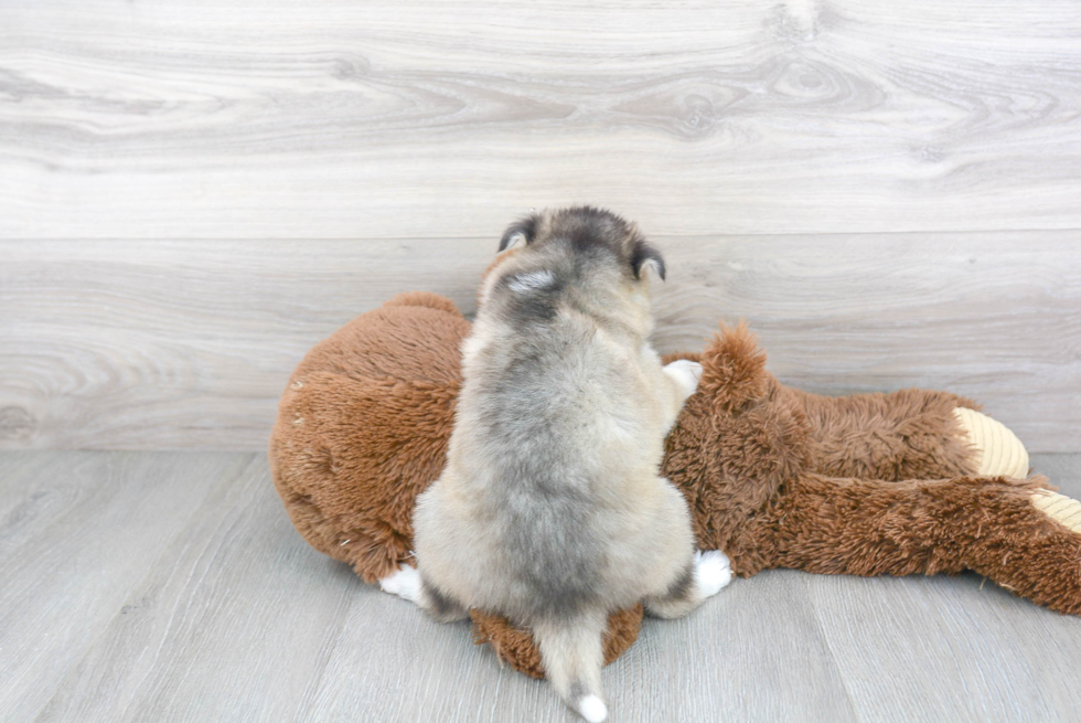 Pomsky Pup Being Cute