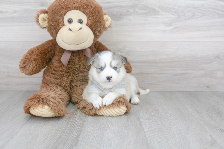 Pomsky Puppy for Adoption