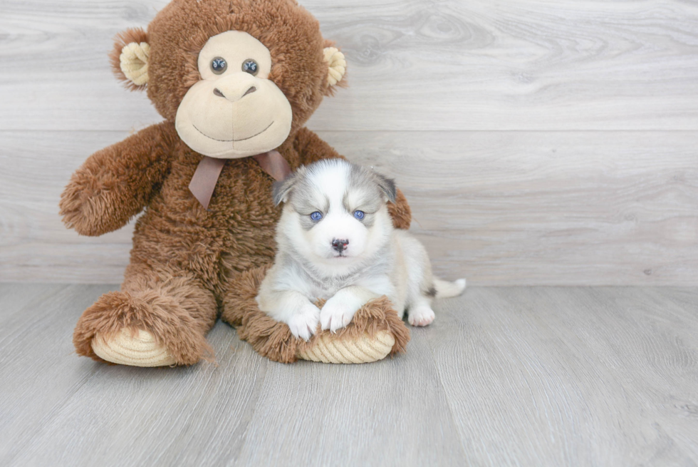 Pomsky Puppy for Adoption