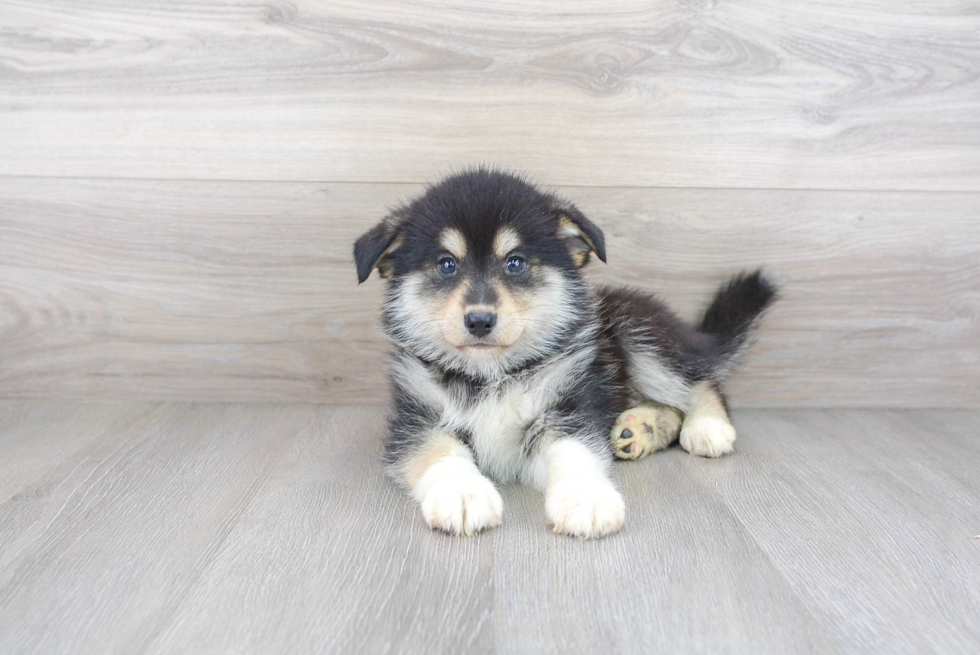 Best Pomsky Baby