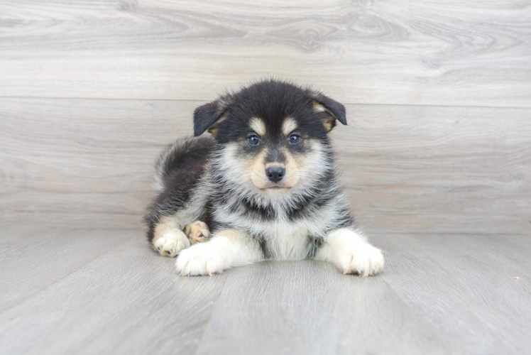 Popular Pomsky Designer Pup