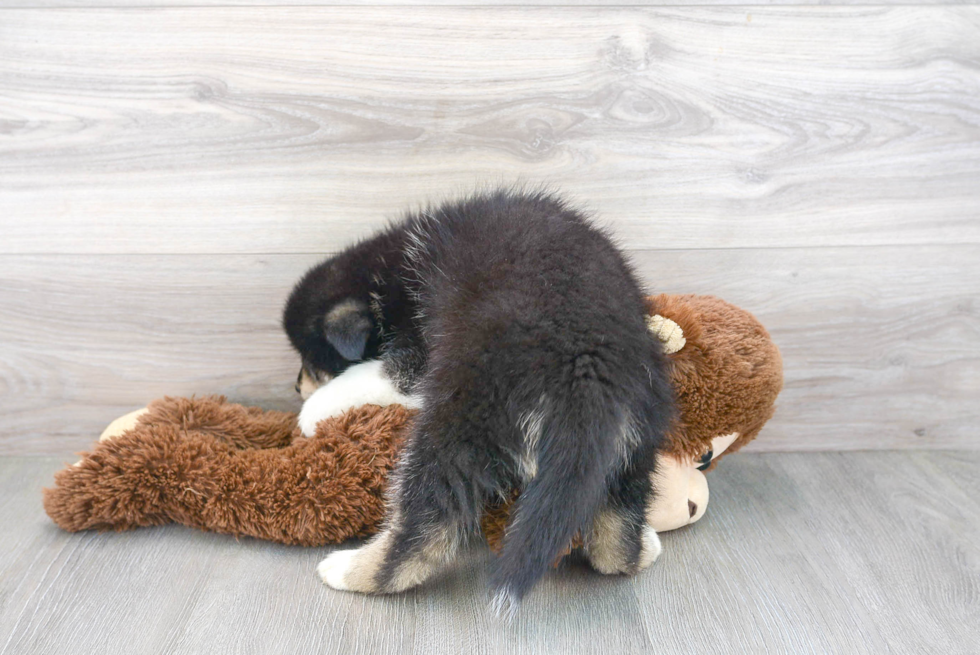 Pomsky Pup Being Cute