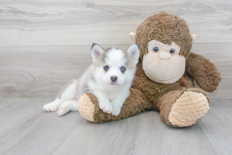 Best Pomsky Baby