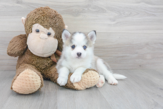 Pomsky Pup Being Cute