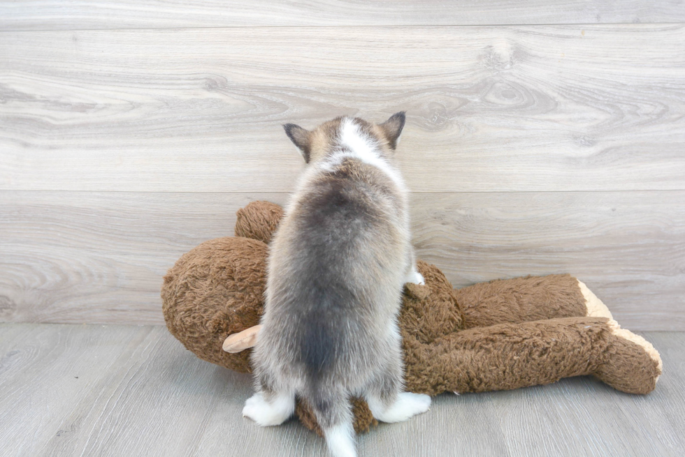 Friendly Pomsky Baby