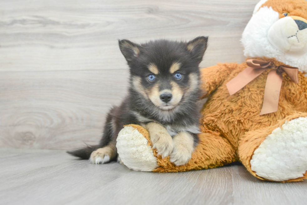 Pomsky Pup Being Cute