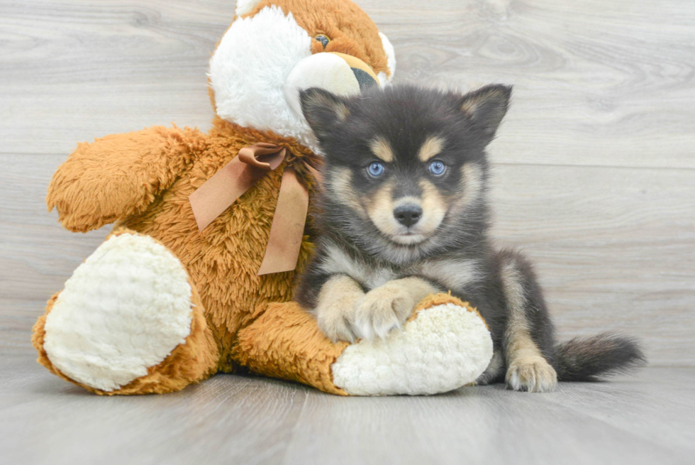 Best Pomsky Baby