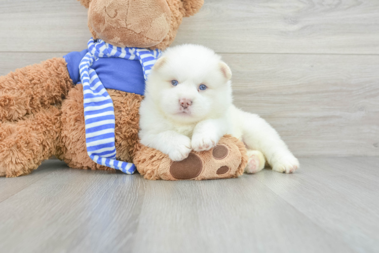 Pomsky Puppy for Adoption