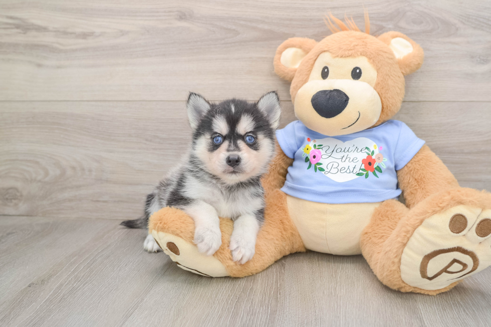 Pomsky Puppy for Adoption