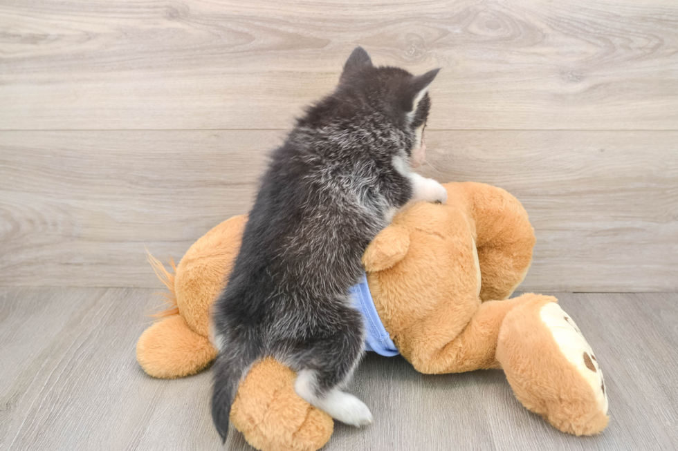 Pomsky Pup Being Cute