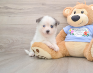 6 week old Pomsky Puppy For Sale - Premier Pups