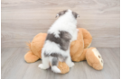 Smart Pomsky Designer Pup