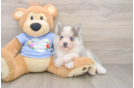 Smart Pomsky Designer Pup