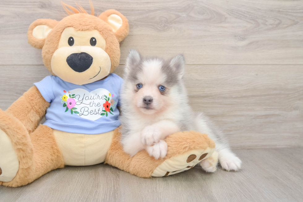 Smart Pomsky Designer Pup