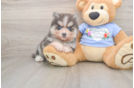 Adorable Husky and Pomeranian Mix Designer Puppy