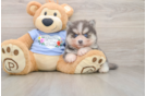 Pomsky Pup Being Cute