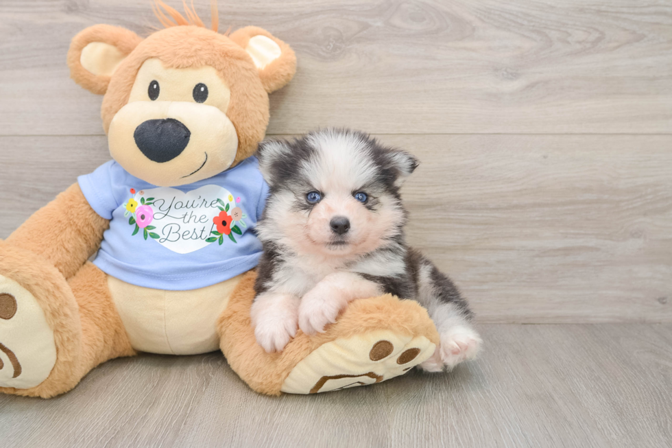 Hypoallergenic Husky and Pomeranian Mix Designer Puppy