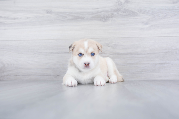 Playful Mini Husky Designer Puppy