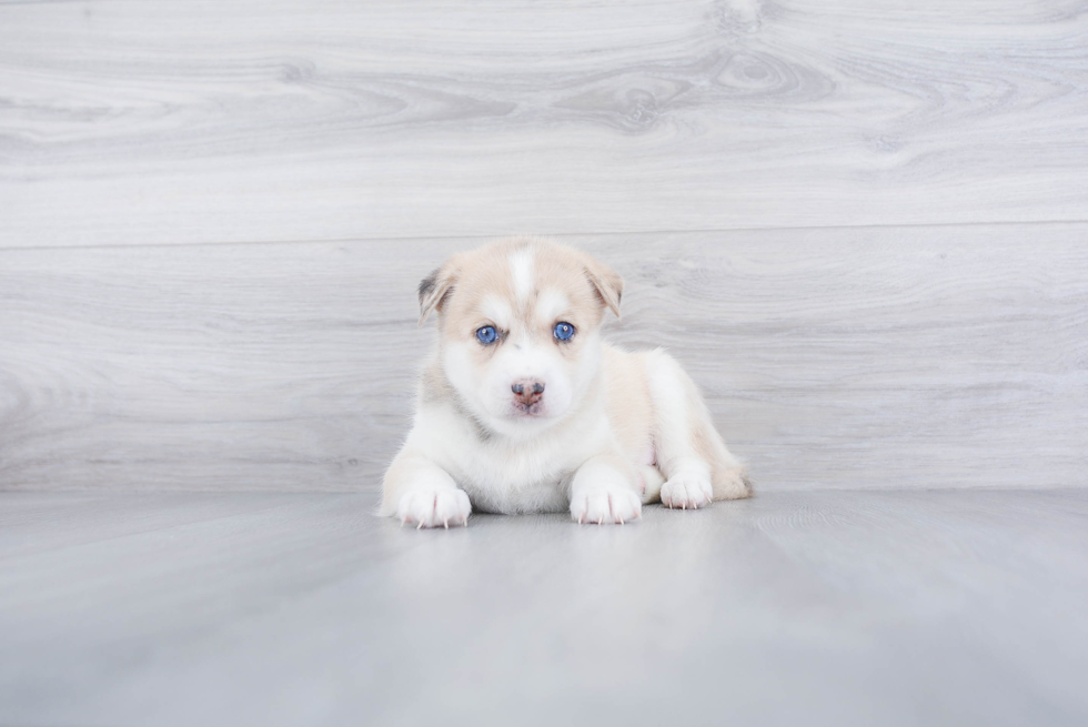 Playful Mini Husky Designer Puppy