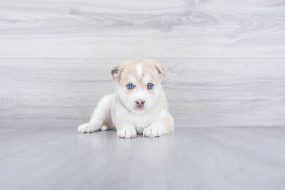 Pomsky Puppy for Adoption