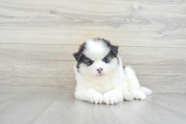 Best Pomsky Baby
