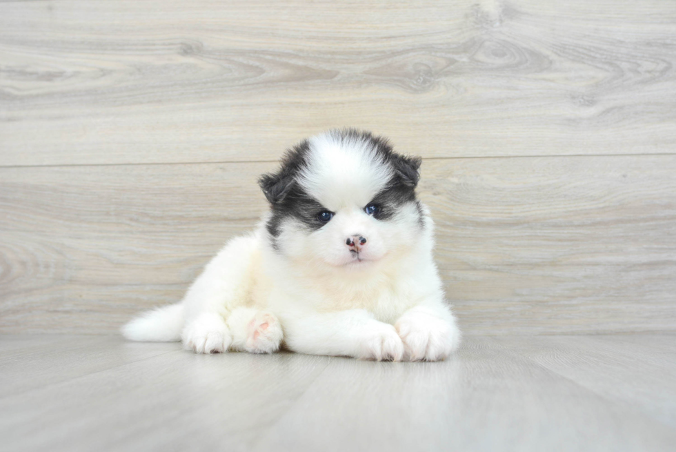 Pomsky Pup Being Cute