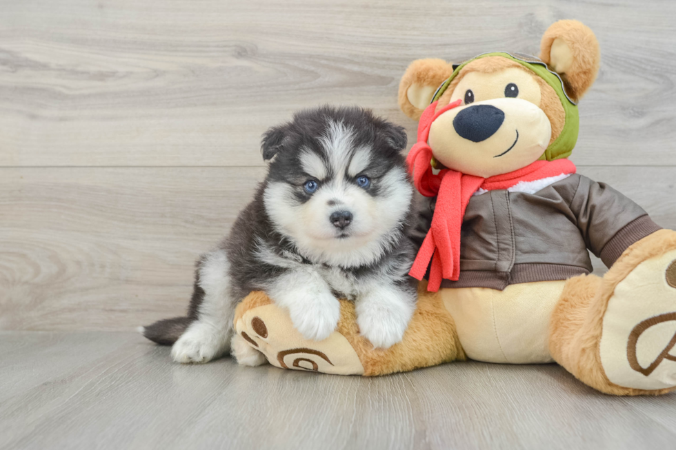 Hypoallergenic Husky and Pomeranian Mix Designer Puppy