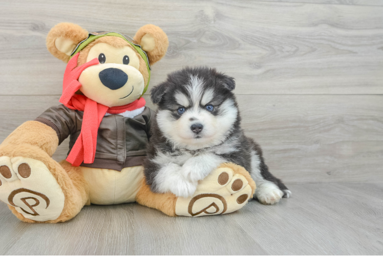 Adorable Husky and Pomeranian Mix Designer Puppy