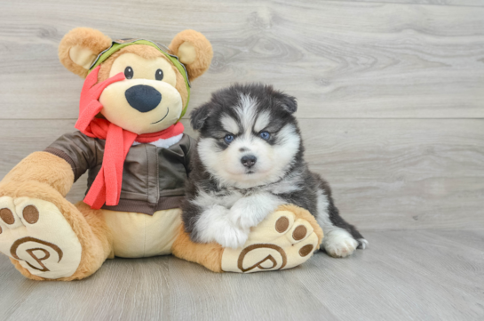 Adorable Husky and Pomeranian Mix Designer Puppy