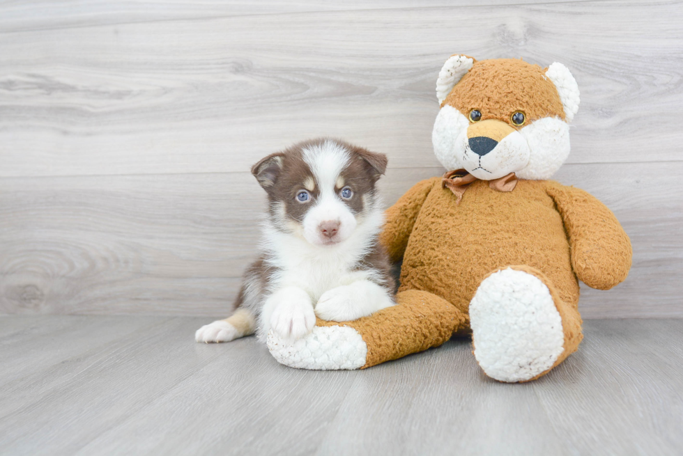 Best Pomsky Baby