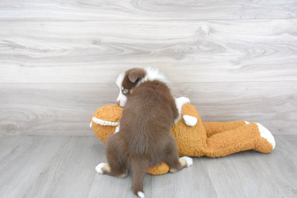 Pomsky Pup Being Cute