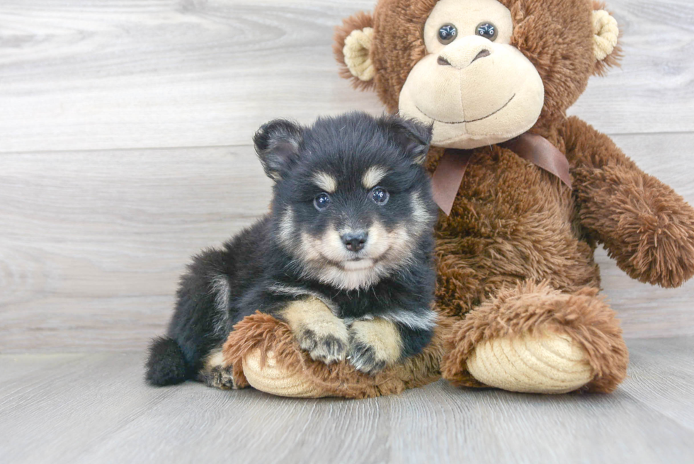 Petite Pomsky Designer Pup