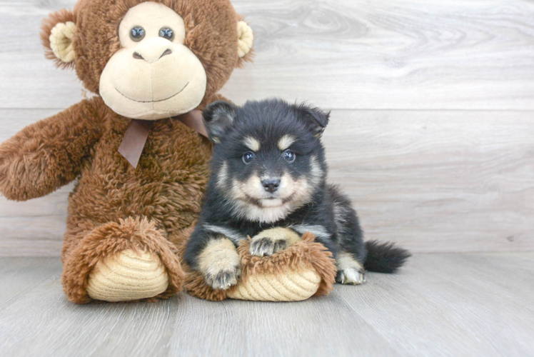 Small Pomsky Baby