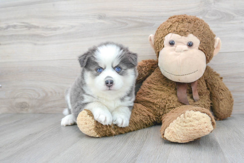 Pomsky Pup Being Cute