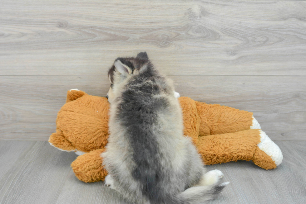 Best Pomsky Baby