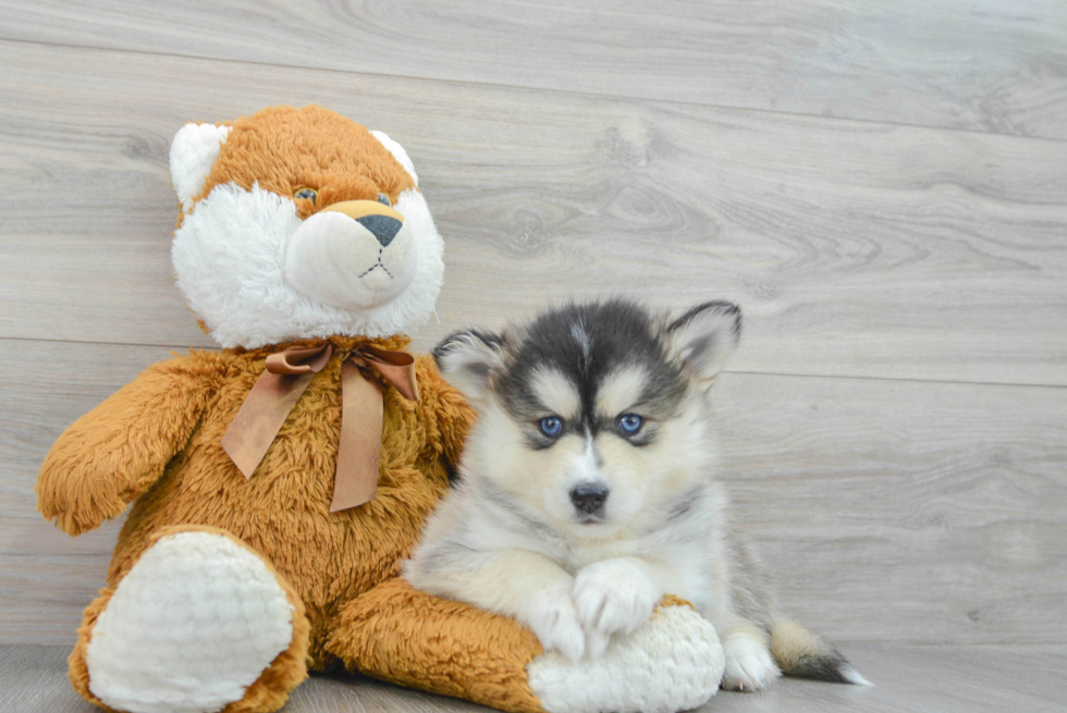 Best Pomsky Baby
