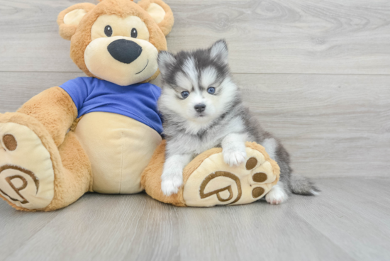 Small Pomsky Baby