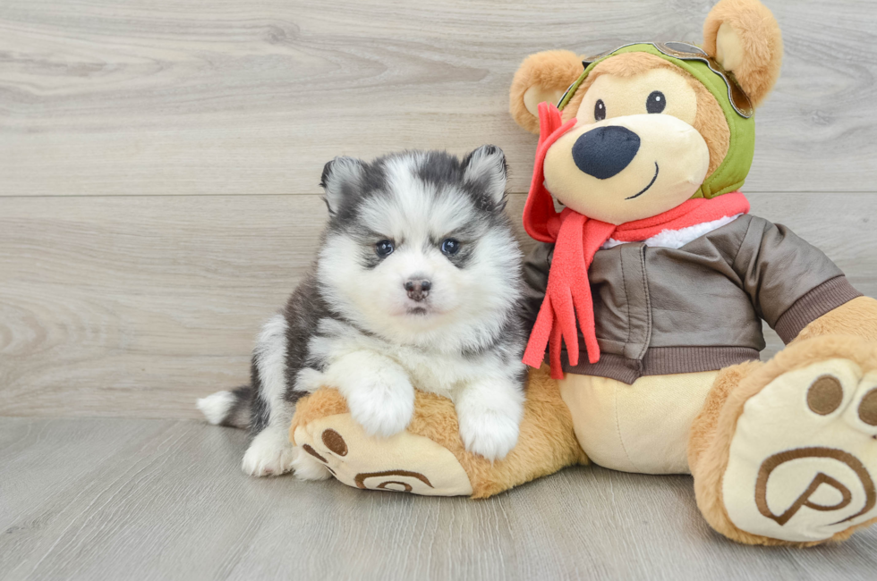 5 week old Pomsky Puppy For Sale - Premier Pups