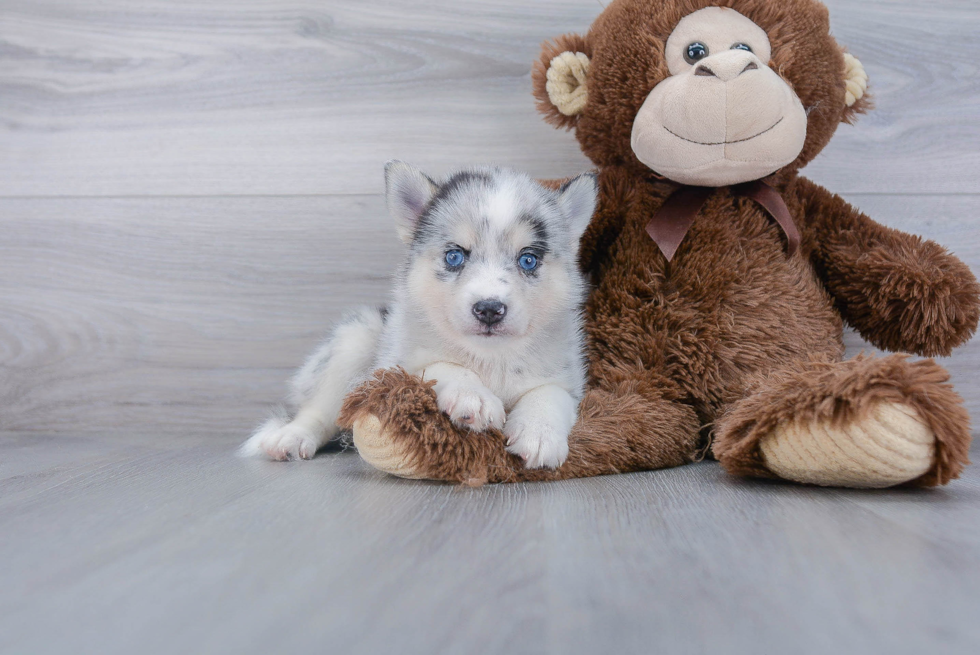 Best Pomsky Baby