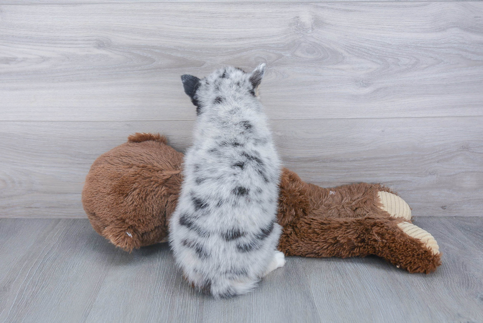 Pomsky Pup Being Cute