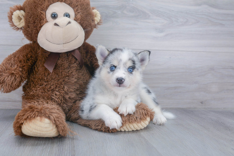 Friendly Pomsky Baby