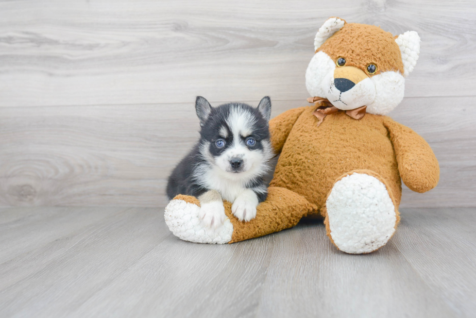 Petite Pomsky Designer Pup