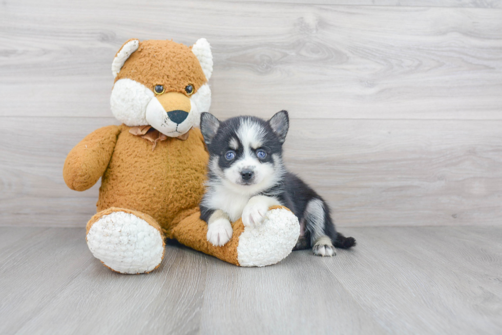 Best Pomsky Baby