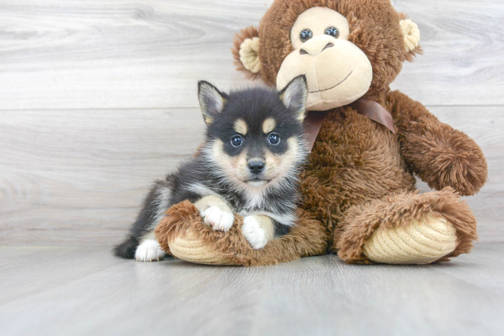 Best Pomsky Baby