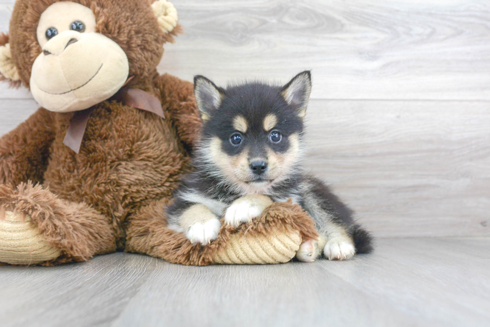 Pomsky Puppy for Adoption