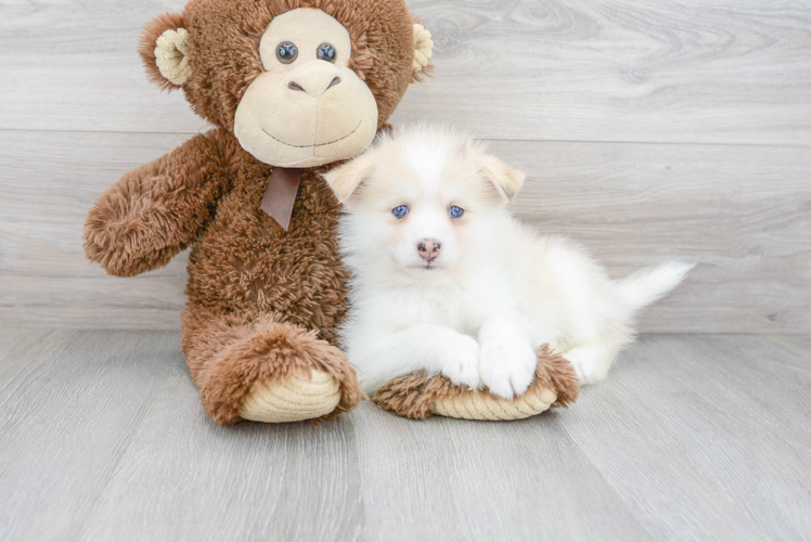 Fluffy Pomsky Designer Pup